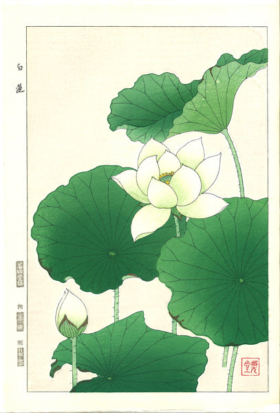 Kawarazaki Shodo - F58 Hakuren (White Lotus) - Free Shipping ...