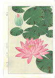 Kawarazaki Shodo - F57 Suiren (Water Lily) - Free Shipping