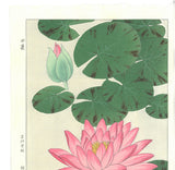 Kawarazaki Shodo - F57 Suiren (Water Lily) - Free Shipping