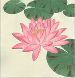 Kawarazaki Shodo - F57 Suiren (Water Lily) - Free Shipping